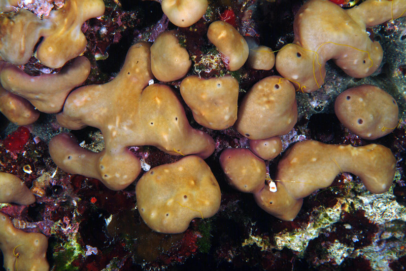 Chondrilla nucula